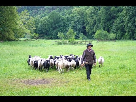 Biodiversität rechnet sich - Tierhaltung auf Extensivgrünland am Hof von Familie Klaffl
