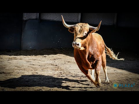 SORTEO | Novillada 7 mayo, Casa de los Toreros y Montealto