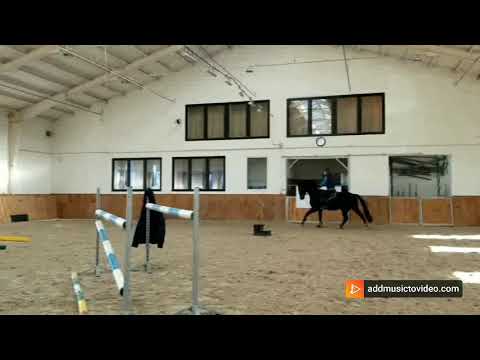 4 letni wałach po Stakkato Gold