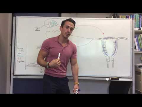 Fertilisation and implantation