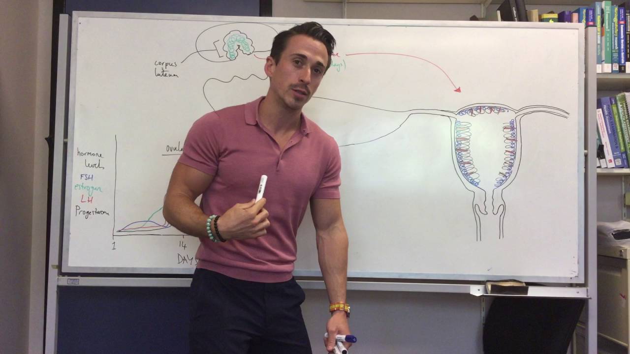 Fertilisation and implantation