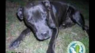 Ska-p - Insensibilidad