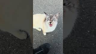 野良猫との戯れ112 #野良猫