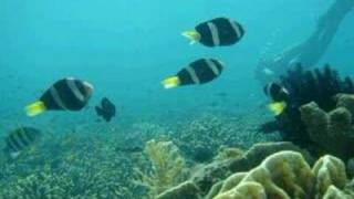 She Shakin It 　　～ Baha Men ～