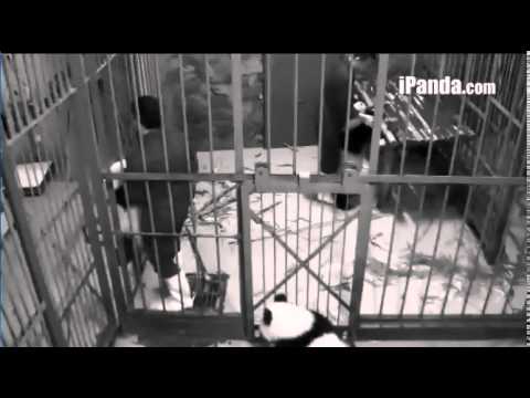 140817 Toddler Helps Close the Gate