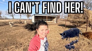 Where's Sausage Nugget? Searching for Our Pregnant Kune Kune Pig!