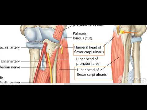 Flexor carpi ulnaris 3