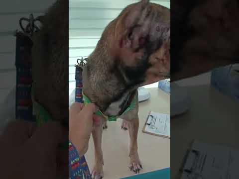 Shantay's preparation before her spay schedule