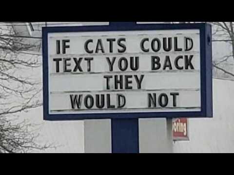 Cat Meme Therapy to Instantly Boost Your Mood