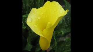 PUPO- Senza Fortuna   [cover] by Bea