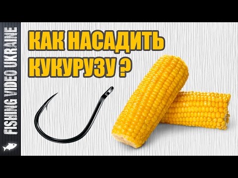 Как насадить кукурузу на крючок | Четыре способа | HD