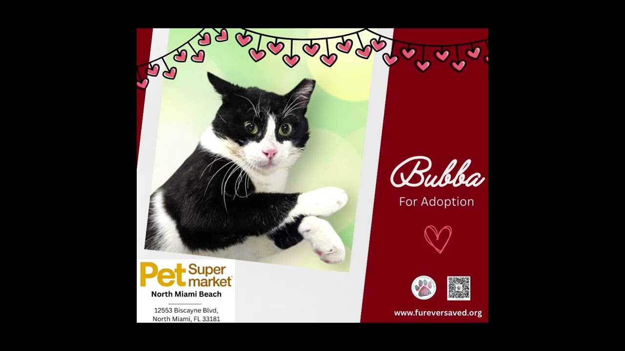 Bubba, a ADOPTABLE Domestic Short Hair in Miami, FL video 5/5