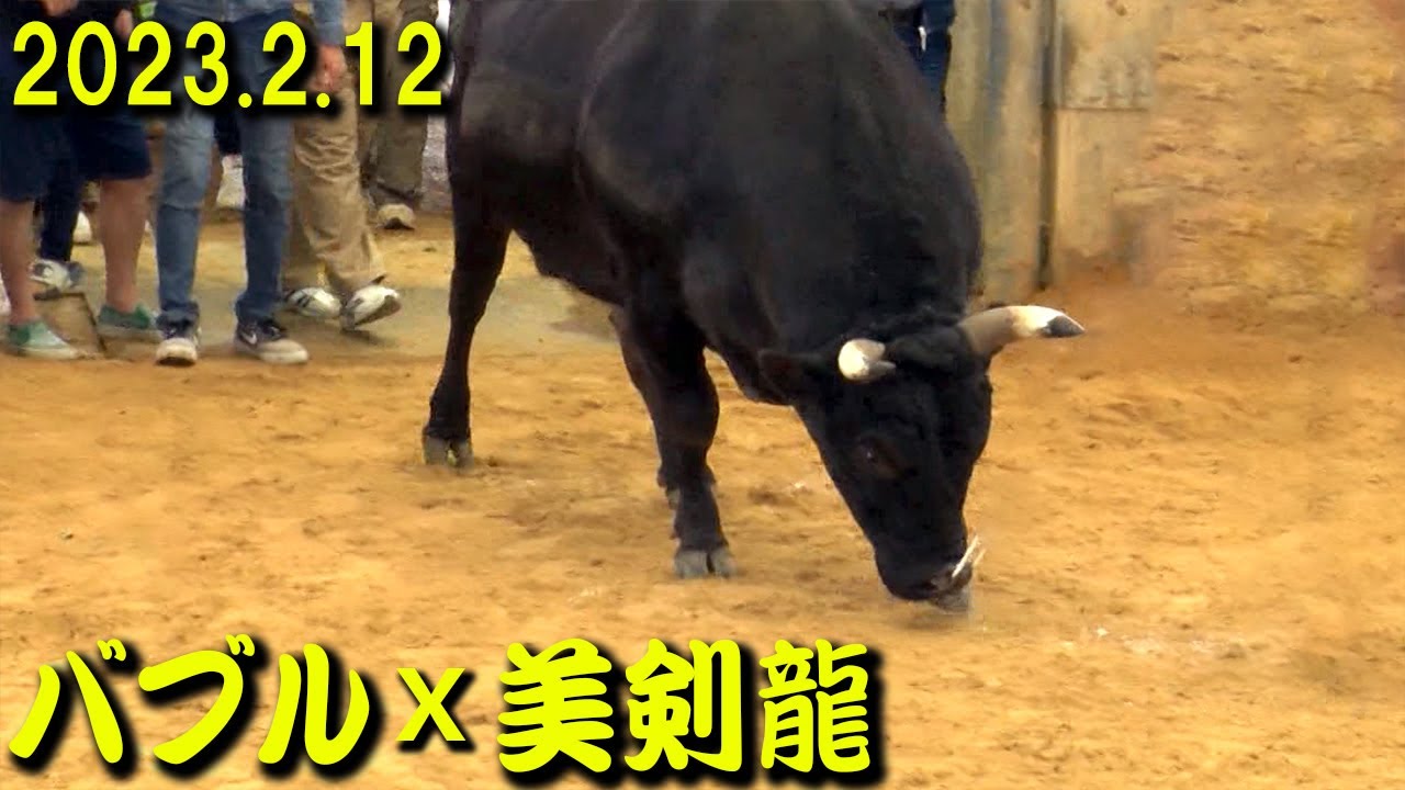 バブル×美剣龍(現：赤虎)  2023.2.12　【沖縄闘牛】