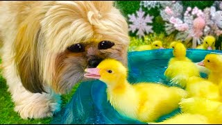 Funny Dog and ducklings