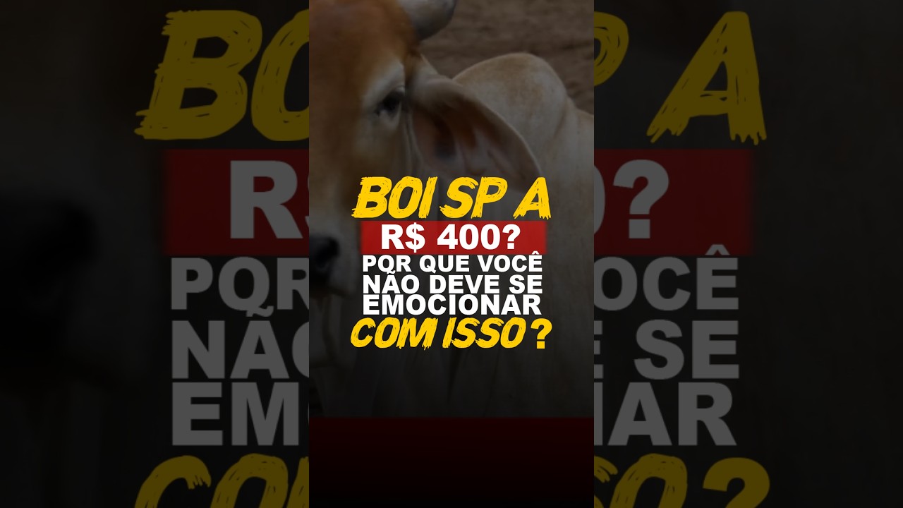 BOI SP A R$ 400? POR QUE VOCÊ NÃO DEVE SE EMOCIONAR COM ISSO?