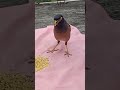 Melodious Voice Short Myna Bird Surili Awaaz Common Maina Bird Sound