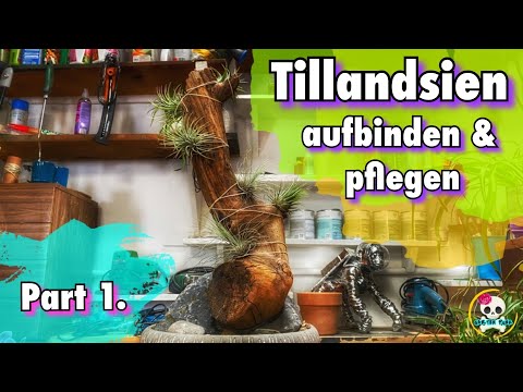 Tillandsien aufbinden / Tillandsien befestigen | Urban Dschungel Ideen