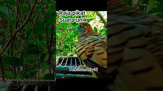 Download lagu perkutut pikat gacor suara unik mp3