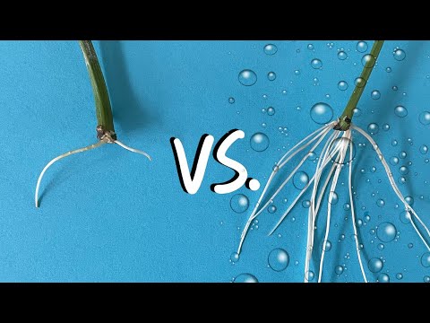 Pepper Propagation Race - how to clone peppers