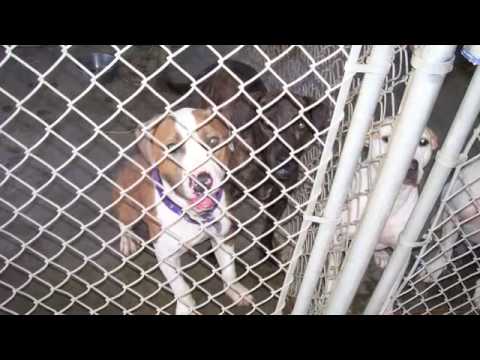 Second Chance Pet Rescue Cda