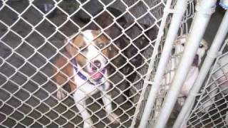 Second Chance Pet Rescue