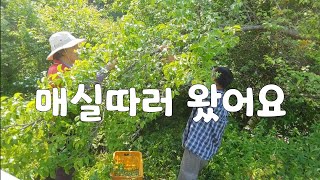 야생매실. 공짜라 더 좋은 슬기로운 시골생활. 황매실이 좋지만 남아나질 않는다는..
