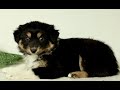 Australian Shepherd dogs for sale: Georgia  - Video 1
