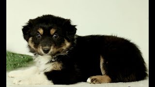 Video preview image #1 Australian Shepherd Puppy For Sale in LANCASTER, PA, USA