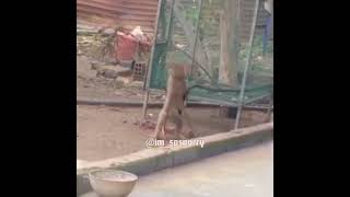 Download lagu KINGKONG VS GODZILA    #viral#lucu##ngakak#kocak#Shorts mp3