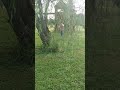 Weeping Willow