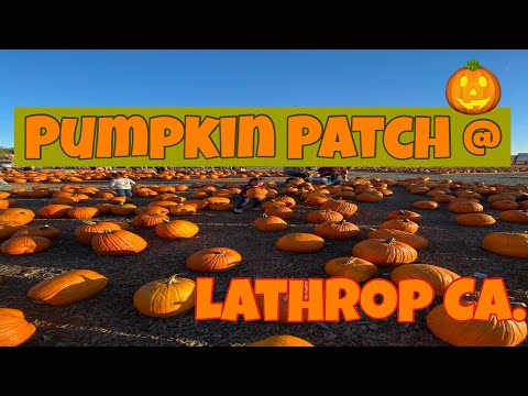 Pumpkin Patch Lathrop Ca