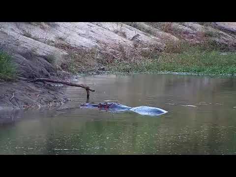 Djuma: Hippo goes to edge of water to mark - 17:50 - 04/02/21