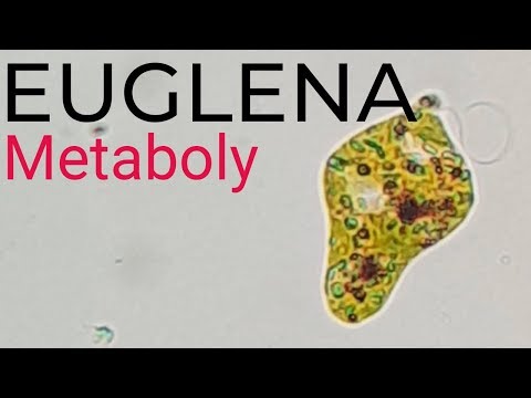Euglena sp. Demonstrating Metaboly