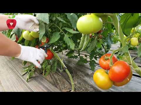 , title : '5 važnih koraka u uzgoju paradajza od sjemena do ploda'