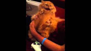 George the pussy cat