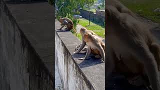 Download lagu bokeh full frame asli 1 jam 🚩 #shortsfeed #youtubeshorts #ytshorts #bokeh #viralshorts mp3