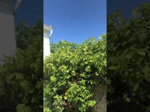 Xavier Dolan Instagram stories 02.08.2019