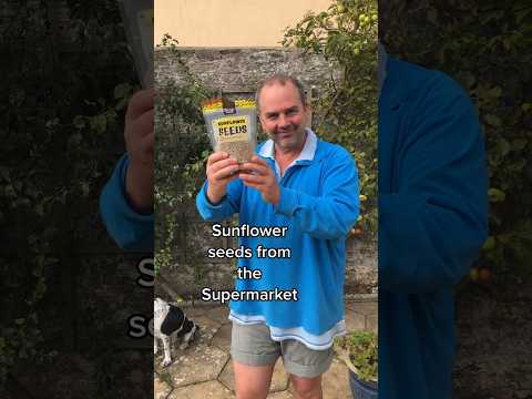 Grow sunflower microgreens from seeds bought from supermarket #growyourgroceries #growyourownfood