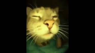 Download lagu CATS AND GANJA 😂😂😂 mp3
