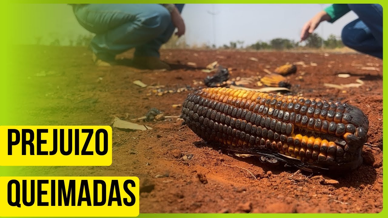 Recuperação de solo após as queimadas