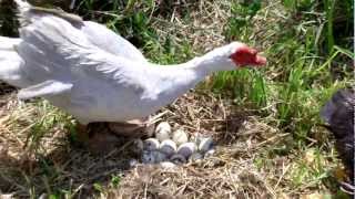 preview picture of video 'Ducks protecting nest at Two-Toed Tom Festival in Esto FL'