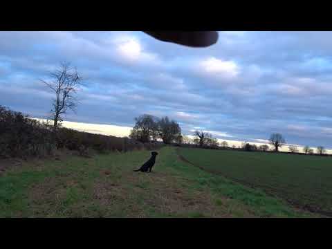 four dummies steadiness training