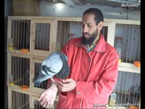 Ismail B pipa derby pigeon voyageur maroc sale  lawla3a animal 10