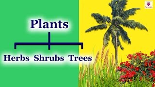 Classification of Plants: Shrubs, Herbs, Climbers &amp; Creepers | Periwinkle