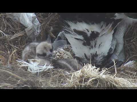2018 05 23 Close ups of the two chicks - Boulder County Osprey Cam