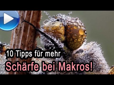 10 Tipps für mehr Schärfe bei Makros - incl. Stacking-Technik