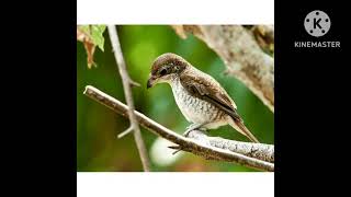 Download lagu #pikat cendet macan.di jamin ampuh mp3