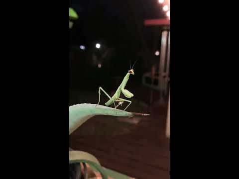 Praying Mantis