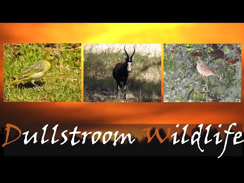Dullstroom Wildlife, Game Viewing & Bird Watching In Winter - Video Report | Stories Of The Kruger