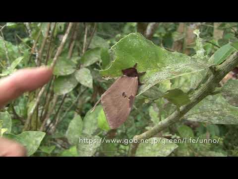 トラフヤママユの威嚇　Threat posture of Pseudodirphia moth